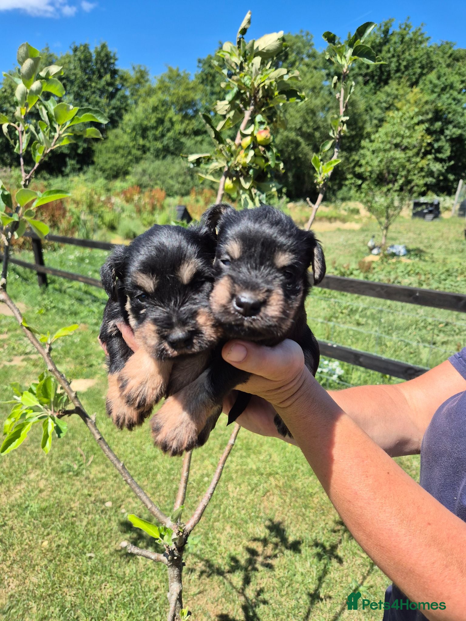 Miniature Schnauzer dogs KC Registered Health Tested Miniature Schnauzers - Advert 2