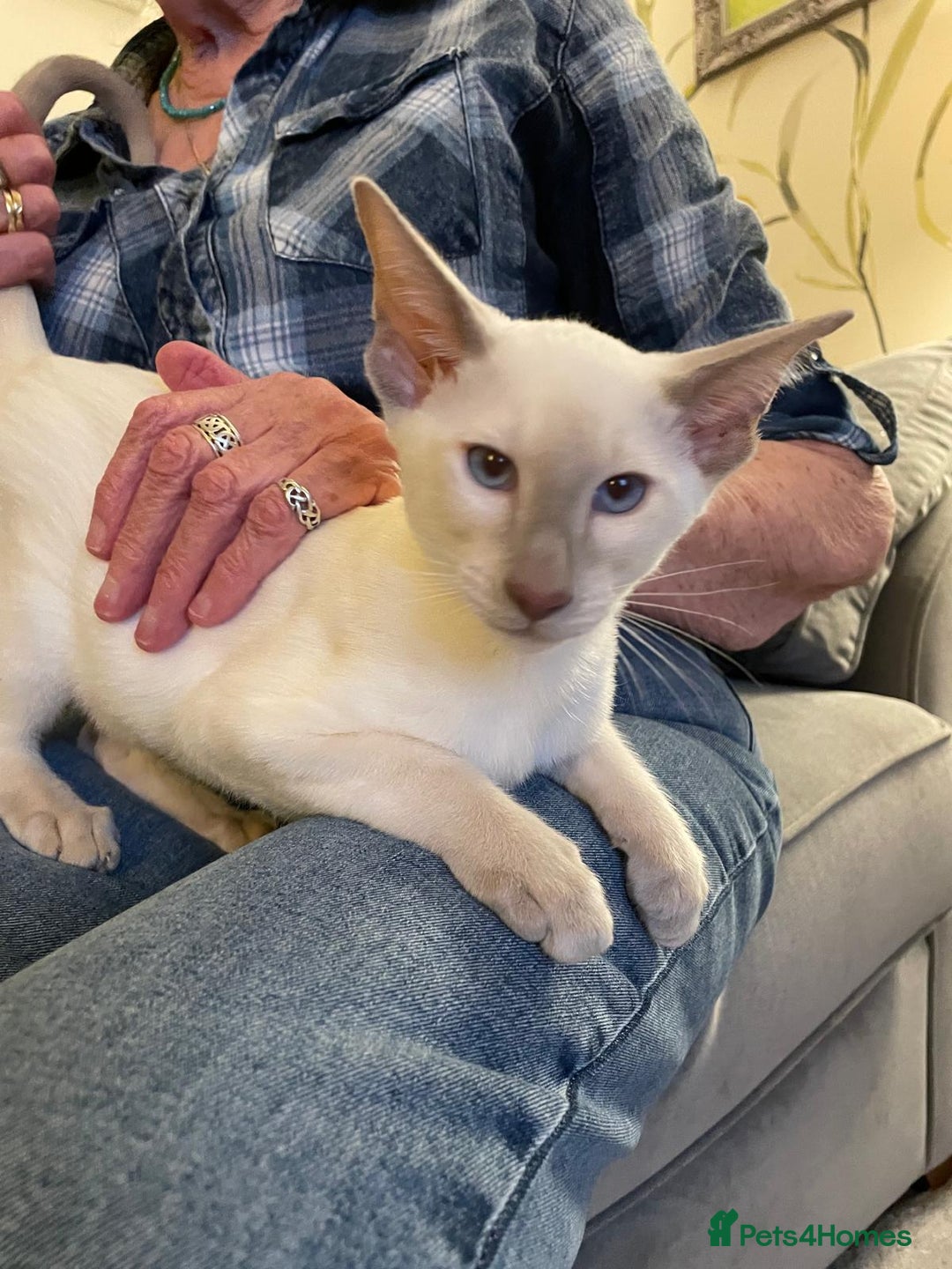 Siamese cats for sale: 2 GCCF Siamese Kittens Available - Advert 8