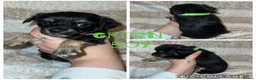 Jack Chi dogs for sale: Beautiful jack-chi babies - Advert 7