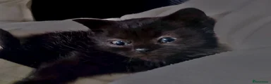 British Shorthair 3