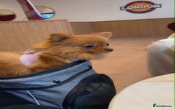 Pomeranian dogs for sale: 🐾 Adorable 7-Month-Old Pomeranian Girl – Lusy 🐾 - Image 5