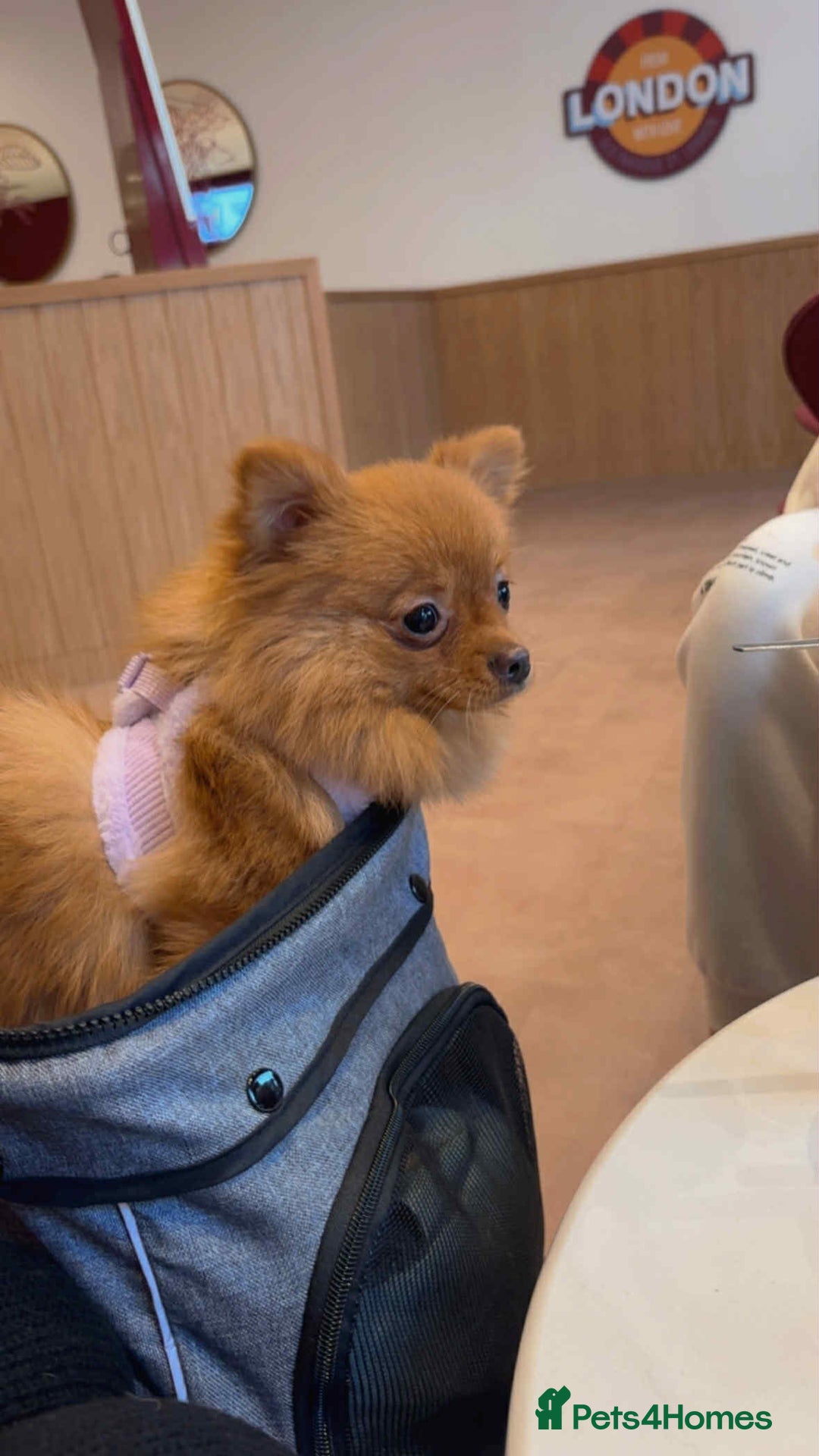 Pomeranian dogs for sale: 🐾 Adorable 7-Month-Old Pomeranian Girl – Lusy 🐾 - Image 5