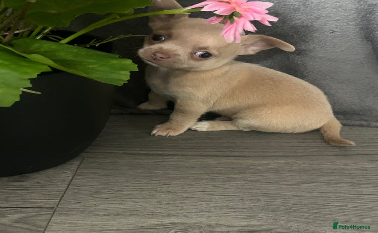 Chihuahua dogs - Advert 9