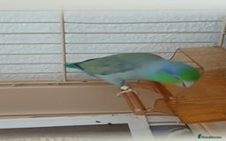 Parrots birds for sale: Bonding pair of parrotlets and conures  - Image 10