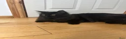 Ragcoon cats for sale: REHOMING NEEDED STUNNING RAGCOON - Advert 7