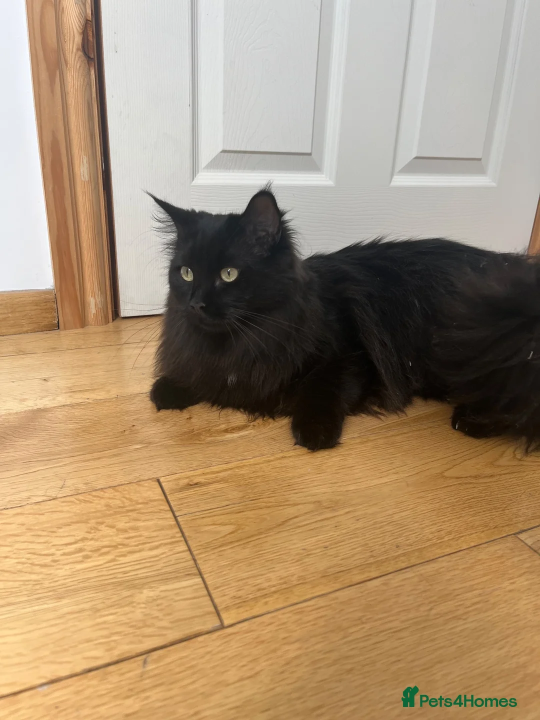 Ragcoon cats for sale: REHOMING NEEDED STUNNING RAGCOON - Advert 7