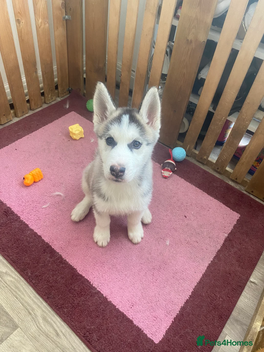 Siberian Husky dogs for sale: 💙 Siberian Husky Puppy (Boy)  - Advert 1
