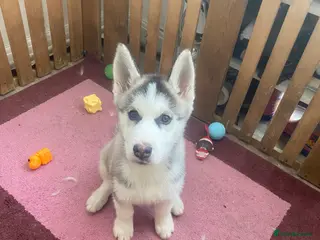 Siberian Husky dogs 💙 Siberian Husky Puppy (Boy) - Advert 2