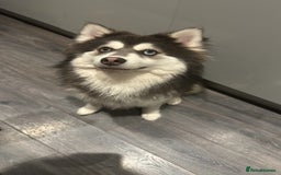 Pomsky dogs for stud: F3 Pomsky Stud (Blue and White) - Advert 6