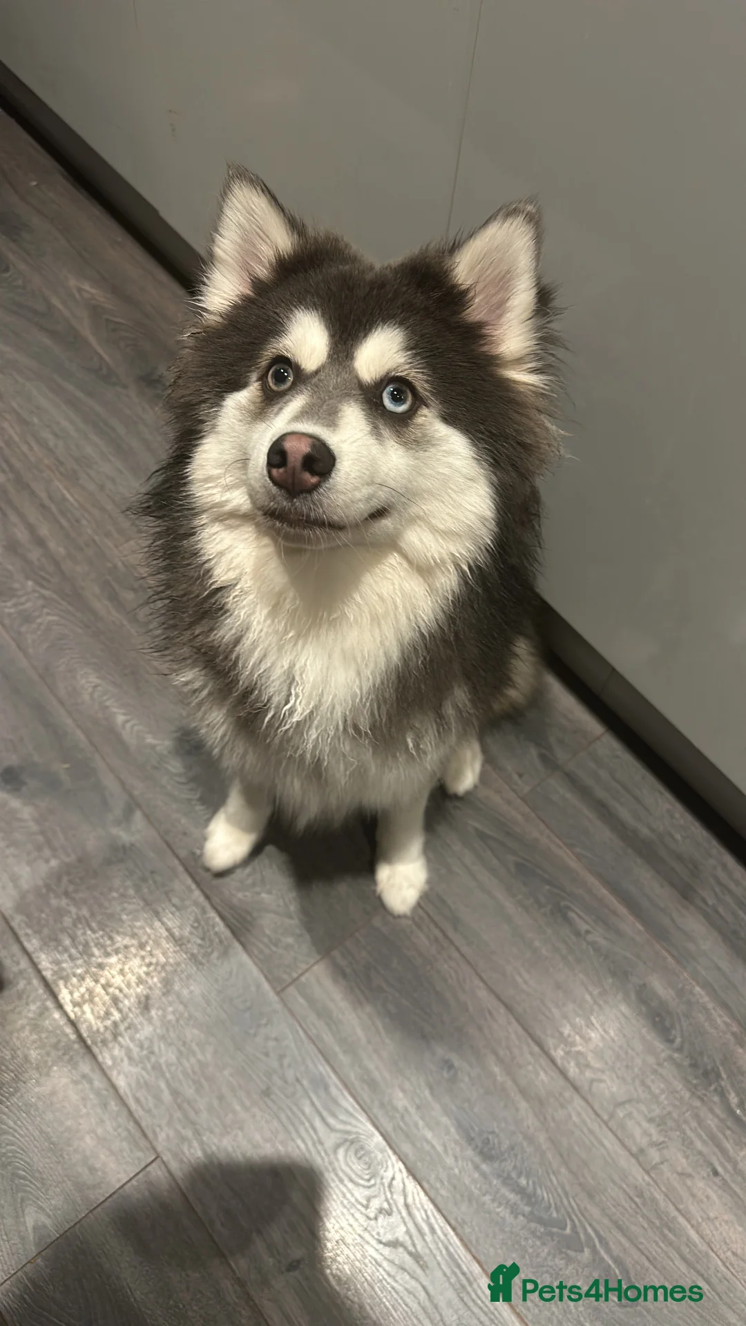 Pomsky dogs for stud: F3 Pomsky Stud (Blue and White) - Advert 6