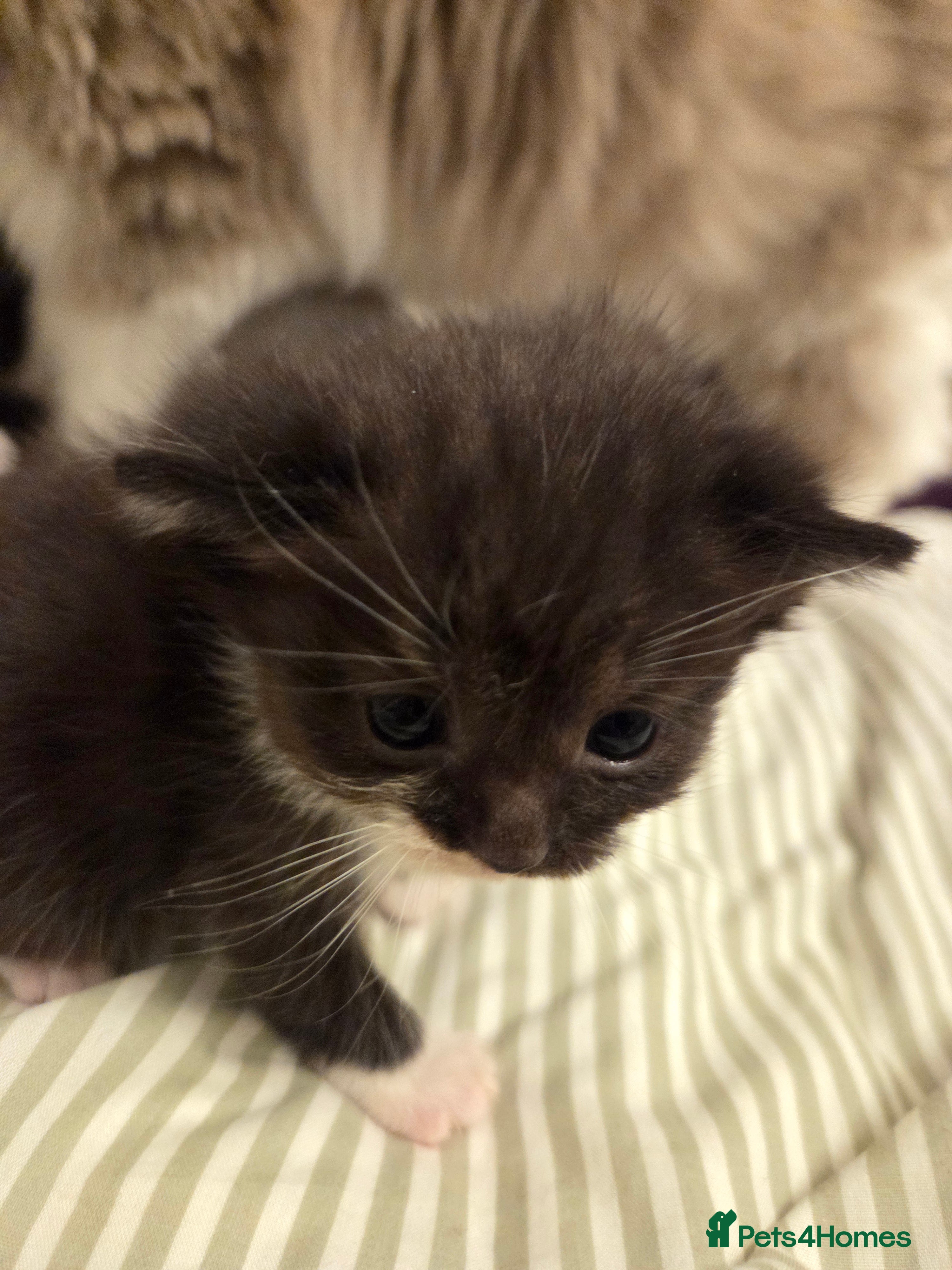 Mixed Breed cats Ragdoll/ Persian x Siberian/bsh kittens 😸 ♥️  - Advert 6