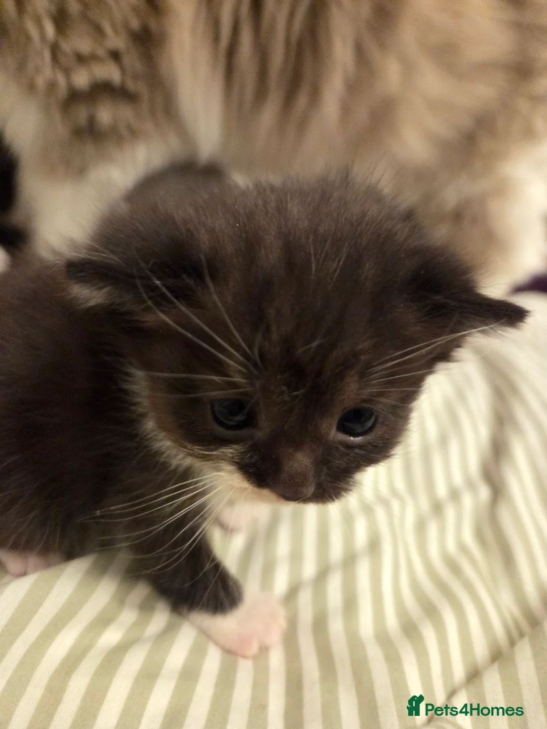 Mixed Breed cats for sale: Ragdoll x Scottish straight [price varies] 😸 ♥️  - Advert 1