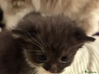 Mixed Breed cats Ragdoll/ Persian x Siberian/bsh kittens 😸 ♥️ - Advert 6