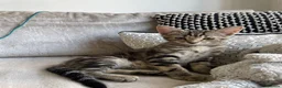 Mixed Breed cats for sale: Half Bengal Kitten  - Advert 3