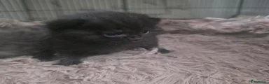 Russian Blue mixed - black with grey flecks
