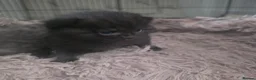Russian Blue cats for sale: Russian blue mixed  - Advert 5