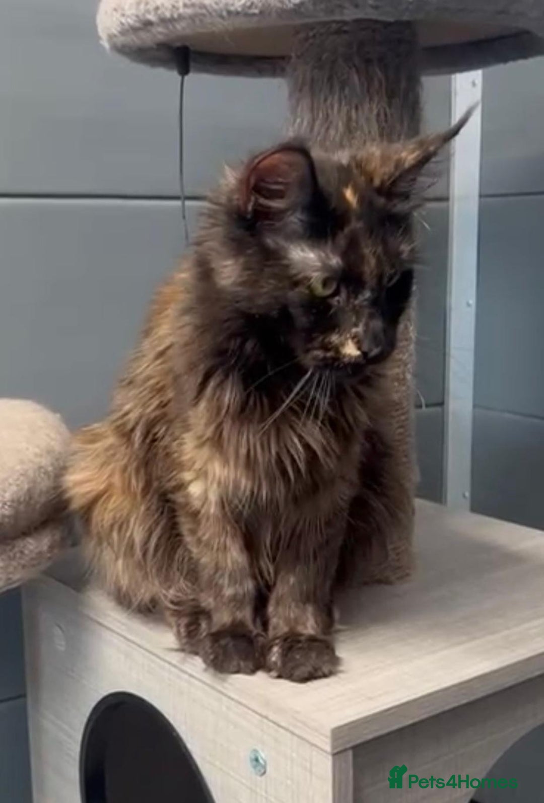 Maine Coon cats for sale: Tortie maine coon girl looking for adoption - Image 2