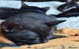 Mixed Breed cats for sale: Two kittens to go to a good home - Image 4