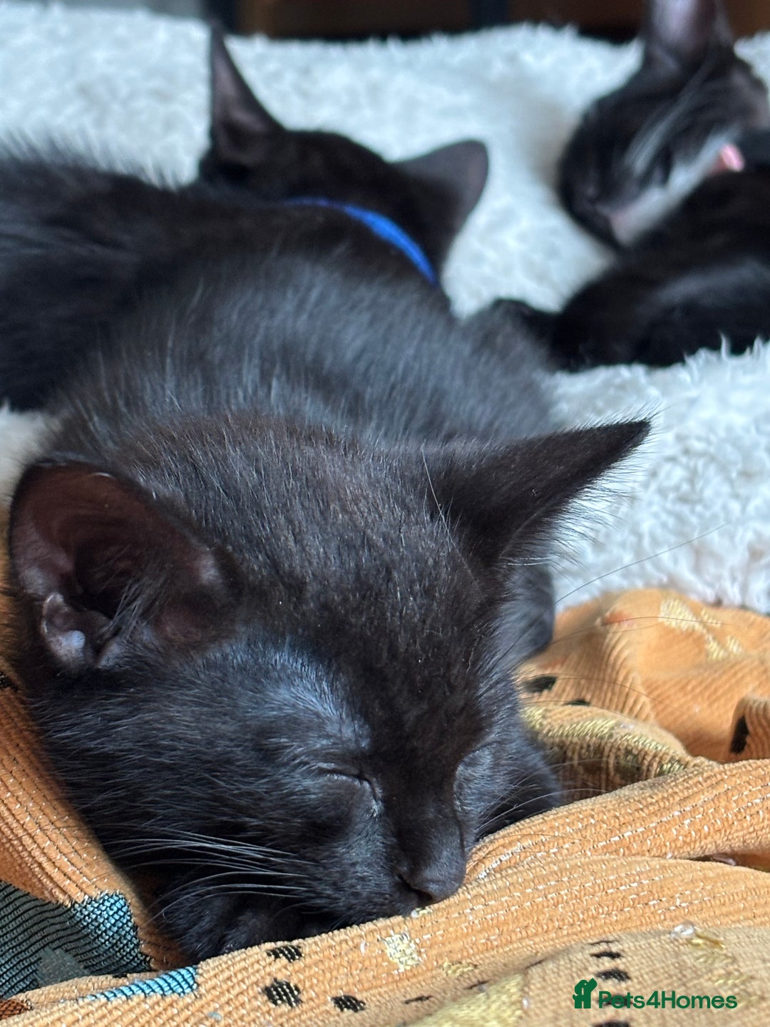 Mixed Breed cats for sale: Two kittens to go to a good home - Image 4