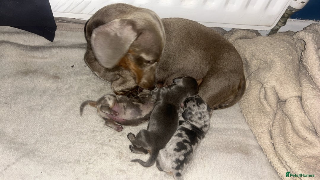 Dachshund dogs for sale: KC miniature dachshunds  in Middlesbrough - Image 6
