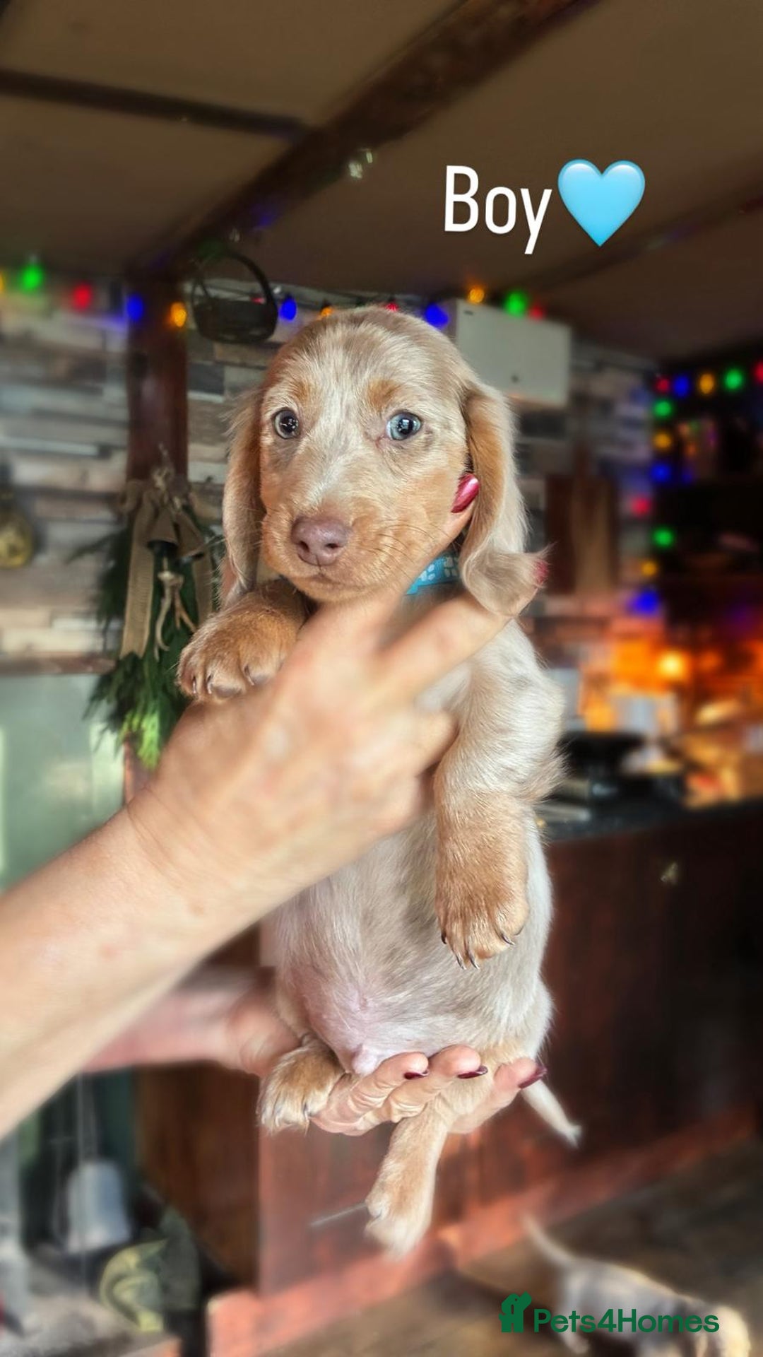 Dachshund dogs for sale: miniature datchund puppies - Advert 8