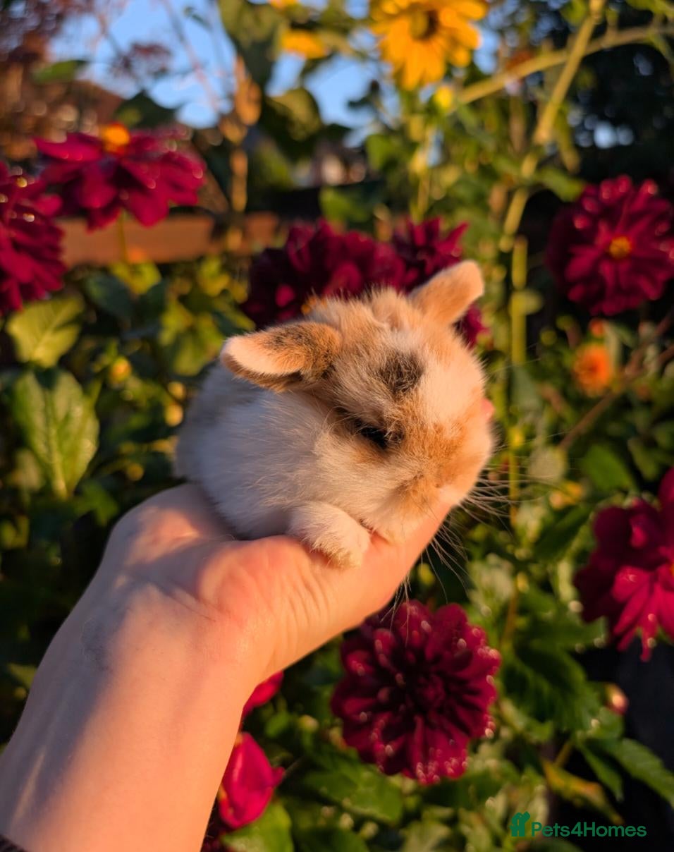 Mini Lop rabbits ❤️Mini lop babies❤️ - Advert 1