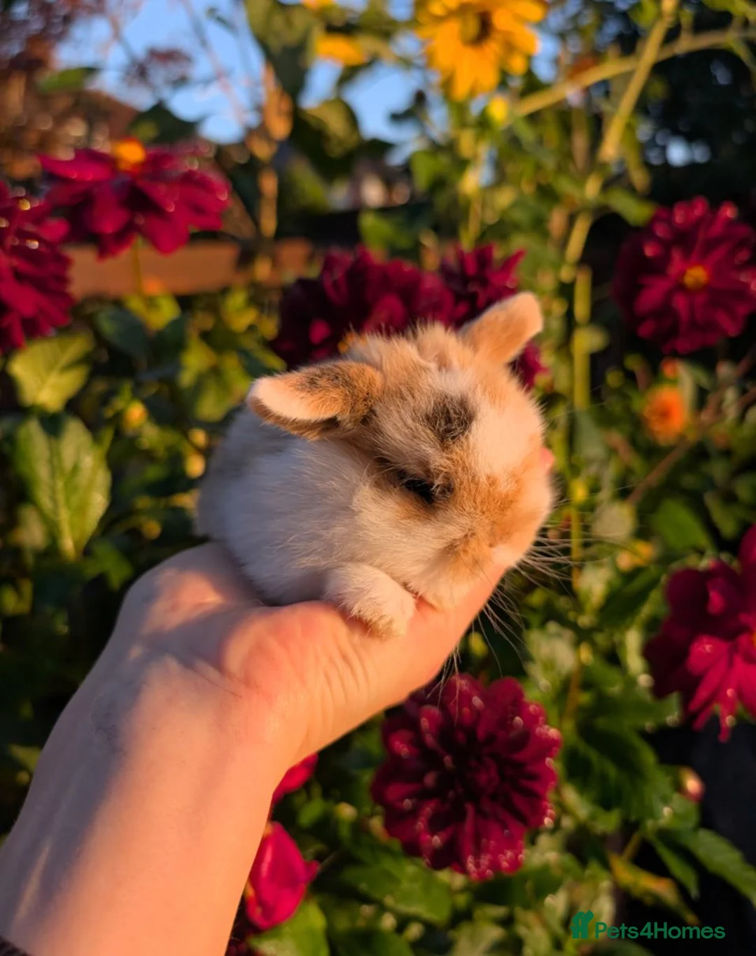 Mini Lop rabbits for sale: ❤️Mini lop babies❤️ - Advert 1