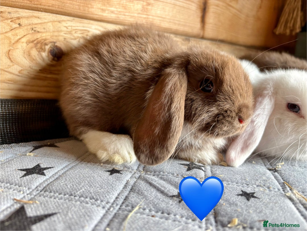 Mini Lop rabbits for sale: 4 beautiful mini lop babies  - Image 7