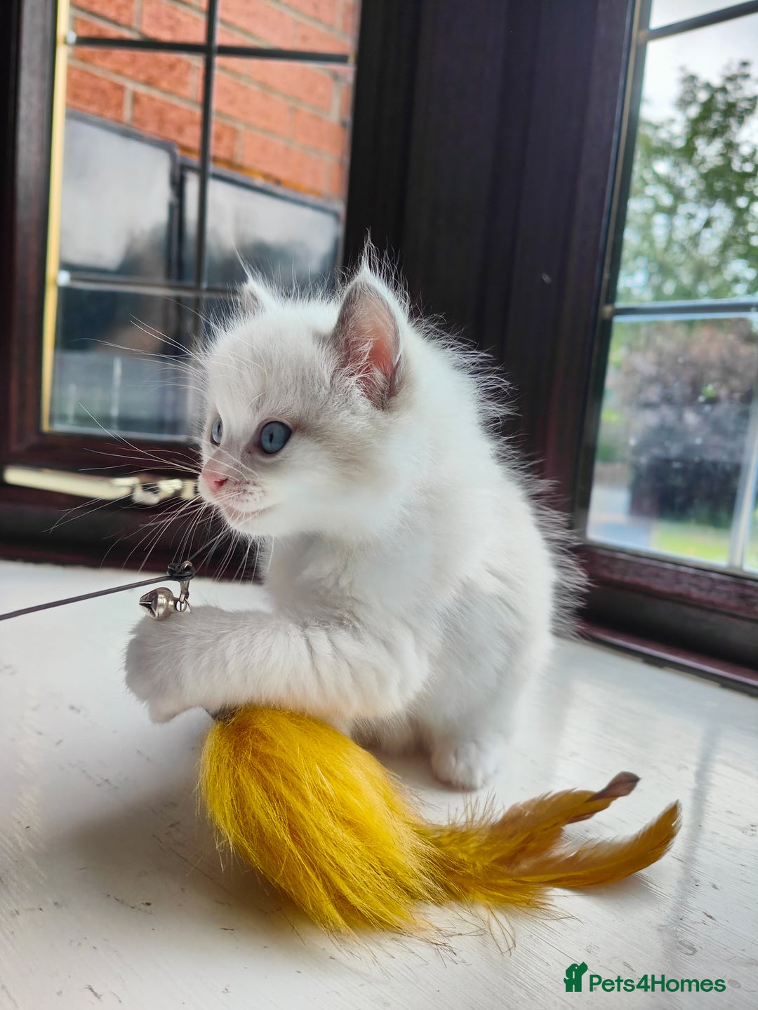 Ragdoll cats for sale: Charming Ragdoll Kittens -  - Image 10