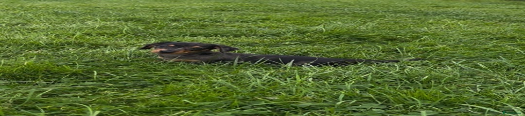 Miniature Dachshund Puppy 4