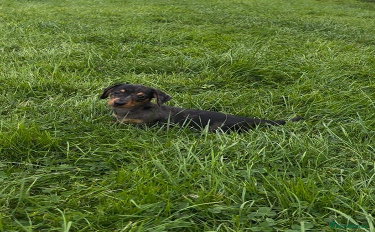 Miniature Dachshund dogs - Advert 1