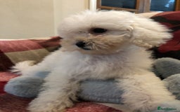 Shihpoo dogs for sale: shihpoo puppies for sale  - Image 7
