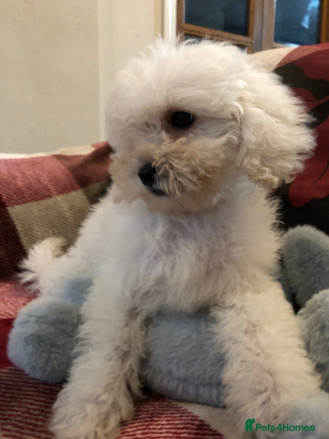 Shihpoo dogs for sale: shihpoo puppies for sale  - Image 7