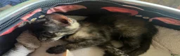 Mixed Breed cats for sale: Little Tortoishell Kitten  - Advert 5