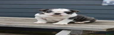 English Bulldog Puppy 3