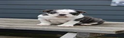English Bulldog dogs for sale: English Bulldog  - Advert 2