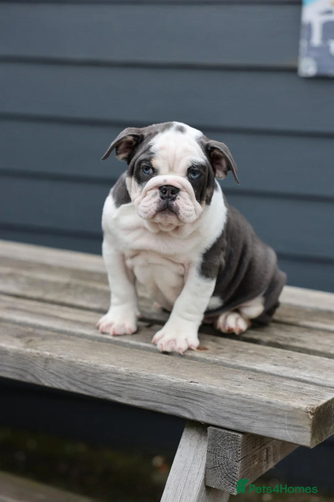 English Bulldog dogs for sale: English Bulldog  - Advert 2