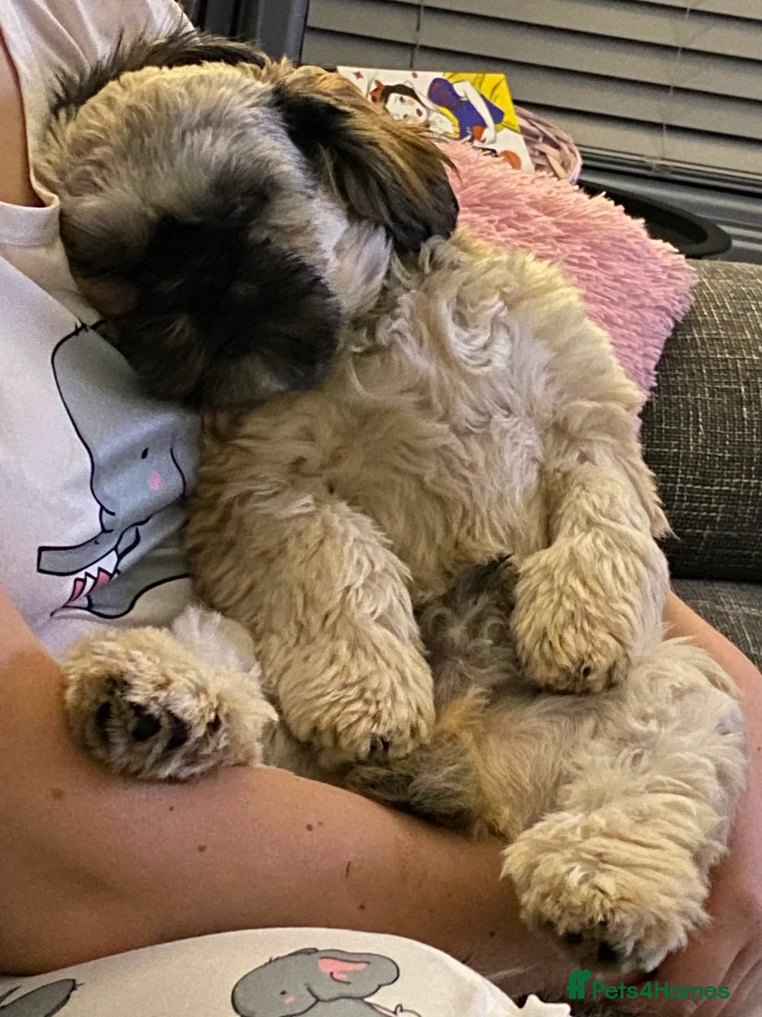 Shih Tzu dogs for sale: 2year old shih tzu jeff - Advert 7