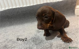 Miniature Dachshund dogs for sale: Chocolate dachshund babies  - Image 5