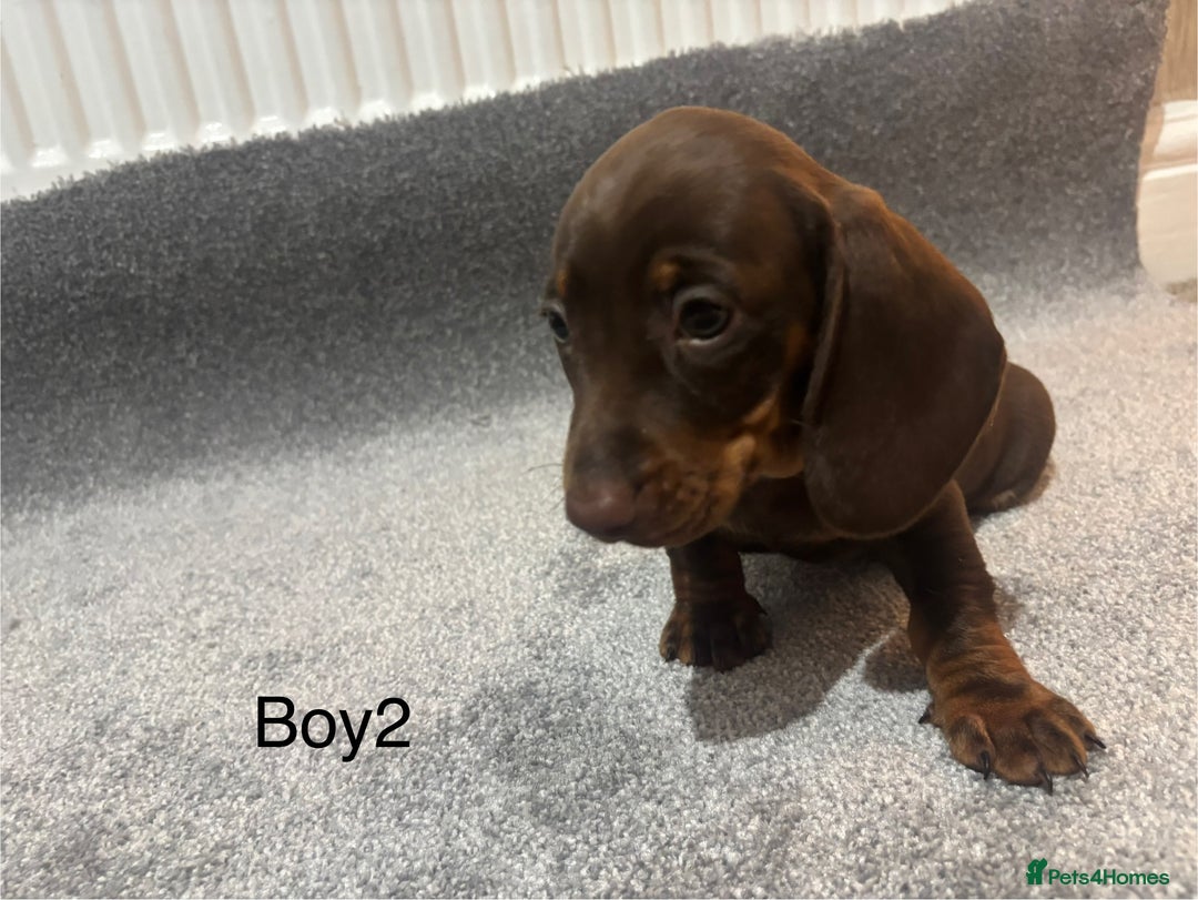 Miniature Dachshund dogs for sale: Chocolate dachshund babies  - Image 5