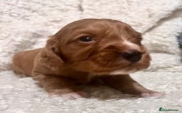Cocker Spaniel dogs for sale: Fully health tested KC reg working Cocker Spaniels - Image 1