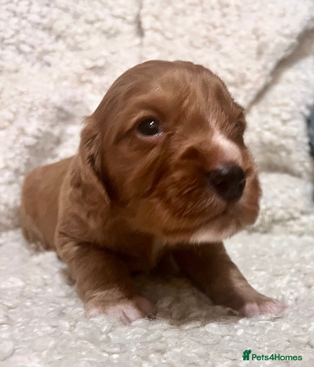 Cocker Spaniel dogs for sale: Fully health tested KC reg working Cocker Spaniels - Image 1
