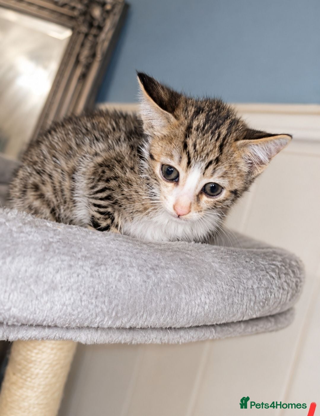 Bengal cats Savannah x bengal ONE MALE LEFT READY - Advert 2