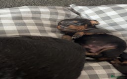 Mixed Breed dogs for sale: Dachshund x patterdale puppues - Image 6
