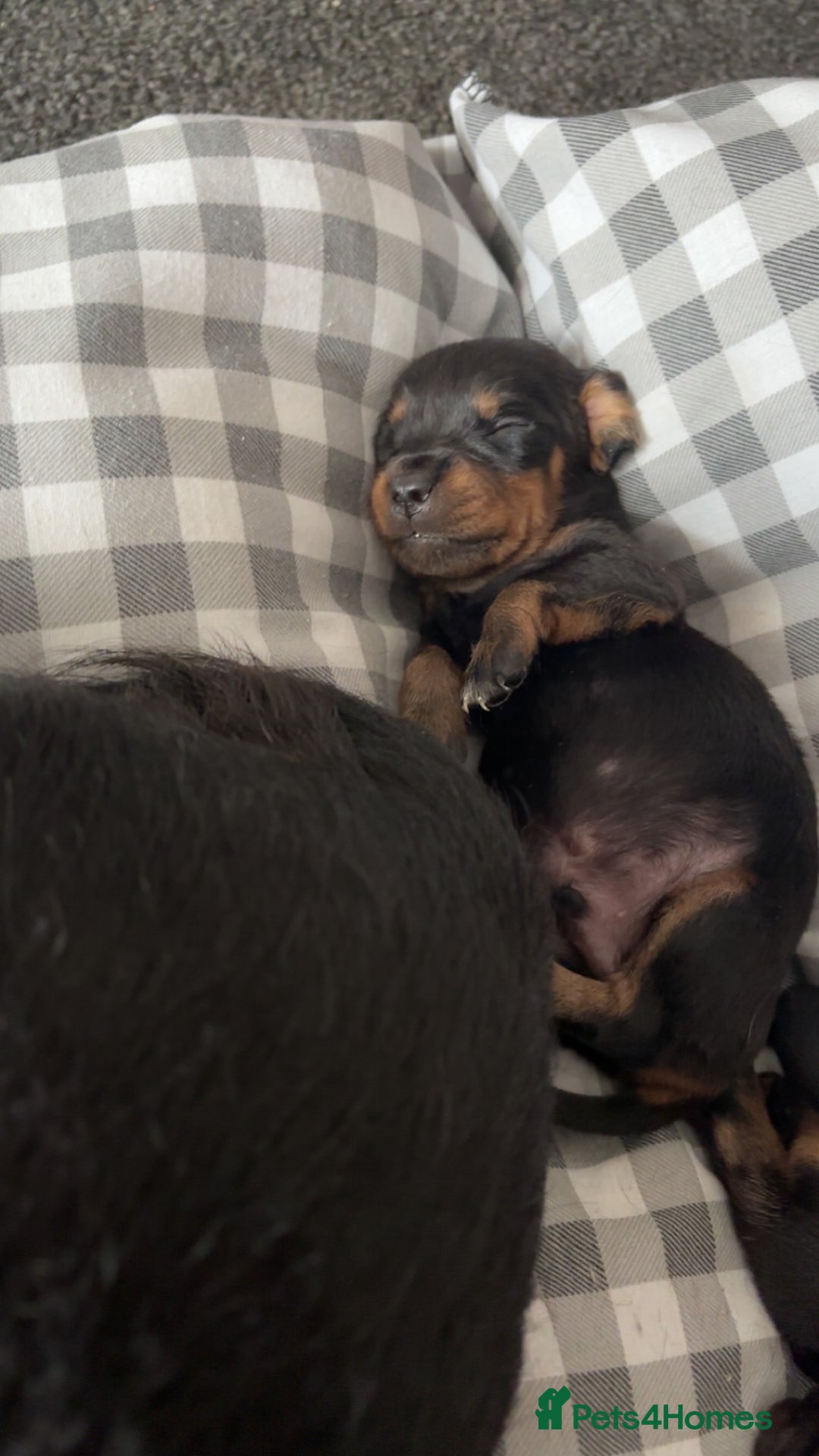 Mixed Breed dogs for sale: Dachshund x patterdale puppues - Image 6