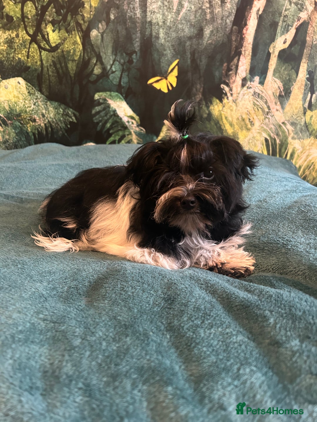 Mixed Breed dogs for sale: Colour Yorkshire Terrier   , DNA tested parents  - Image 17