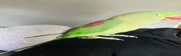 Parrots birds for sale: Baby hand tame Alexandrian Parrot  in Uttoxeter - Advert 9