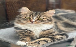 Maine Coon cats for sale: Female  shadow  - Image 10