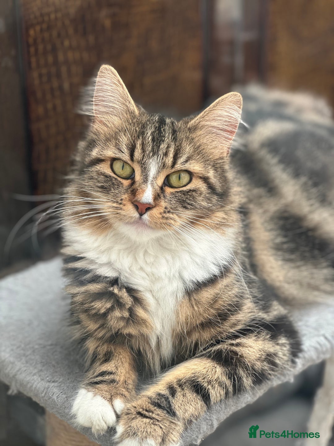 Maine Coon cats for sale: Female  shadow  - Image 10