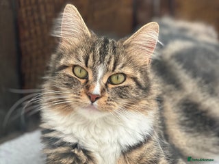 Maine Coon cats - Advert 34